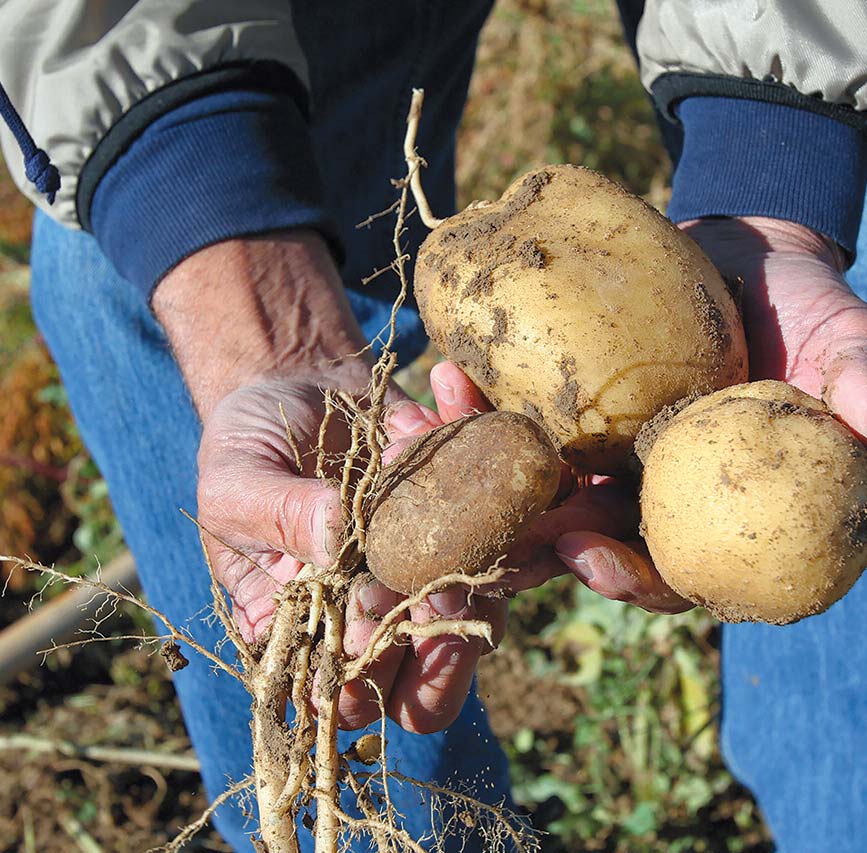Hands holding just harvested potatoes