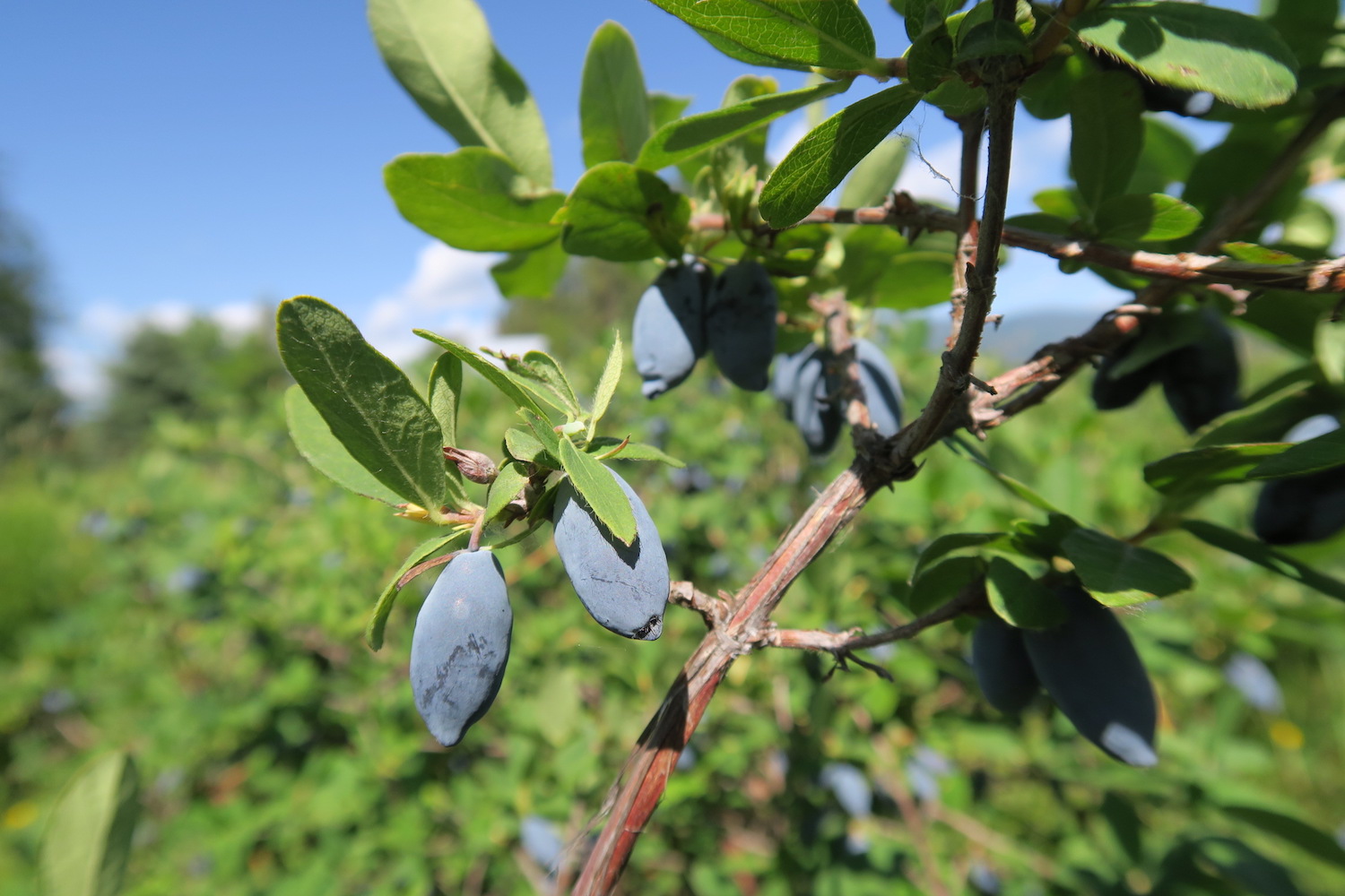 Haskap are blueberry-like berries becoming popular with gardeners and consumers alike in Idaho.
