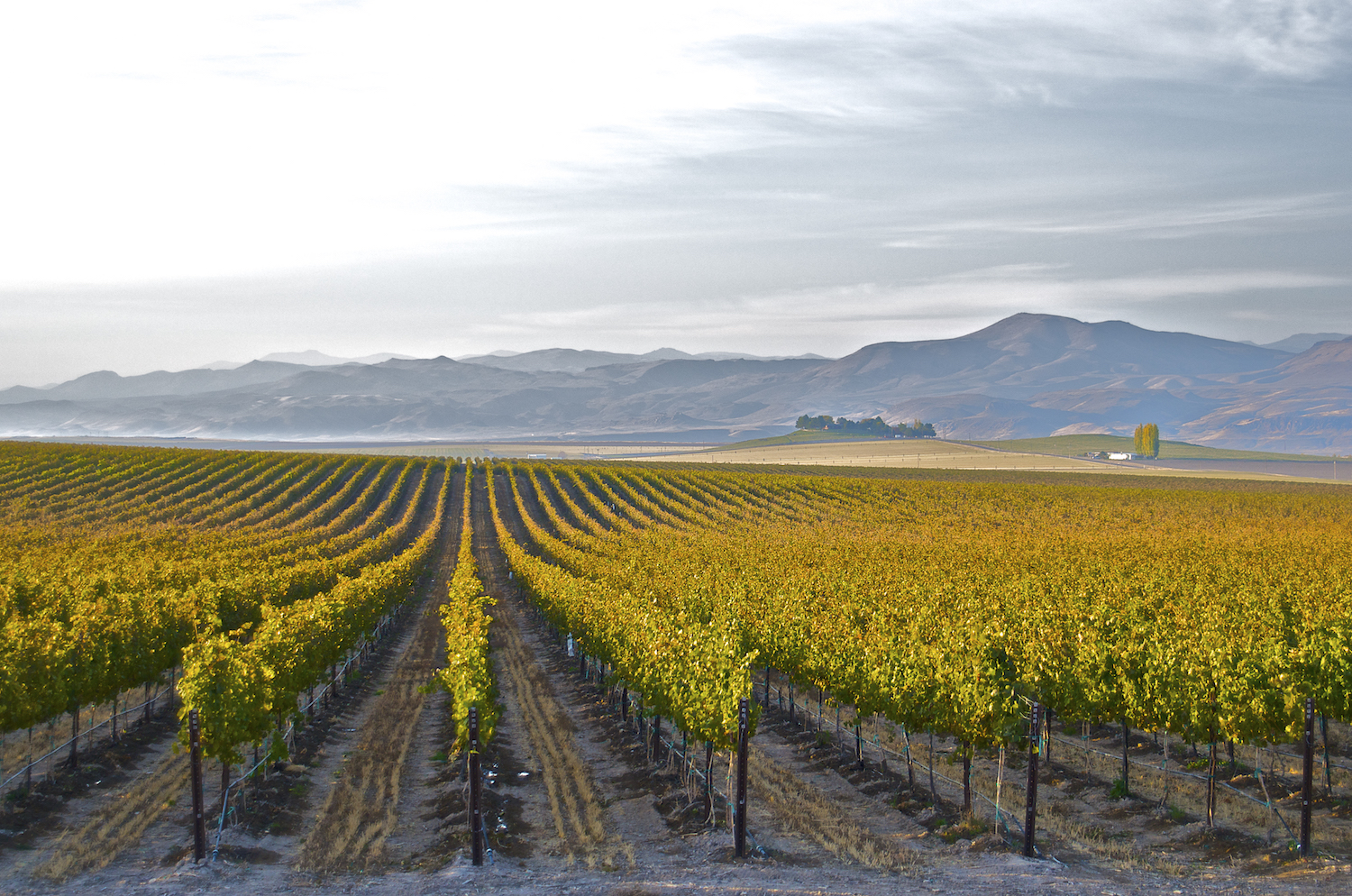 Vineyards in Idaho run by women.