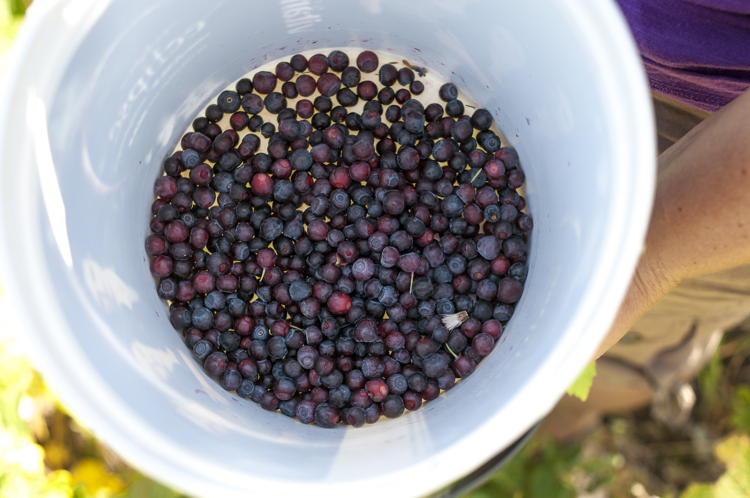 Idaho huckleberries harvested by the Coeur d’Alene Tribe in Idaho.