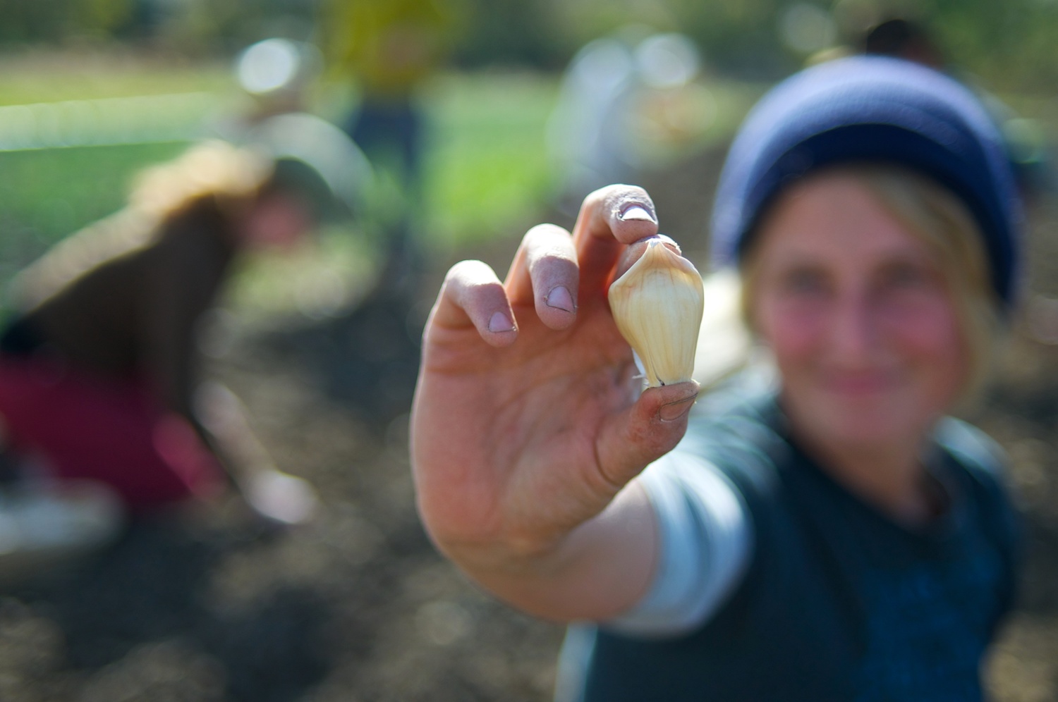 A clove of garlic harvested in Idaho.