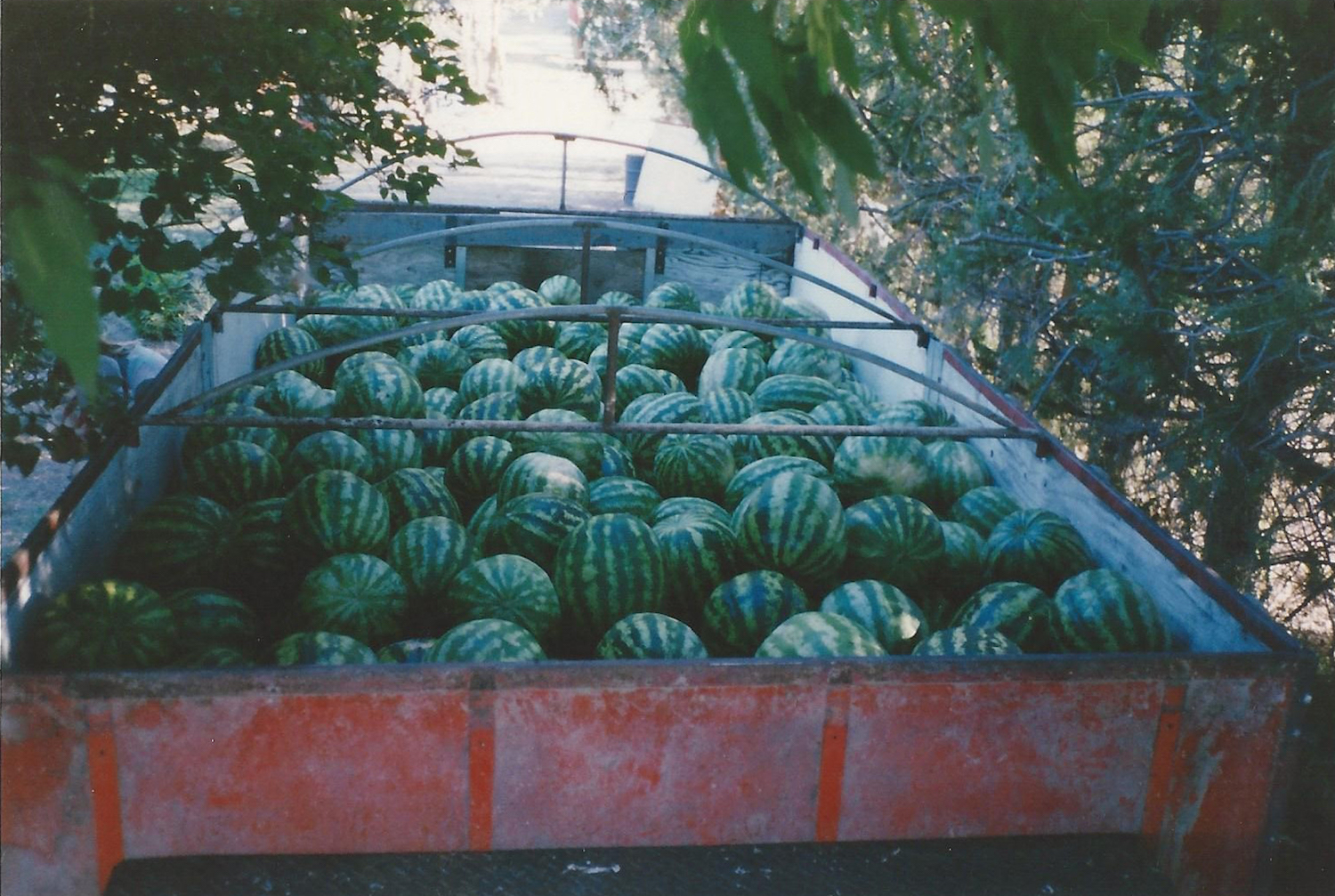 The history of growing watermelons, cantaloups, and honeydew melon in Idaho.