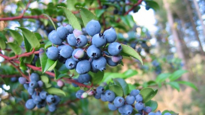 Various huckleberry recipes for huckleberry season in Idaho.
