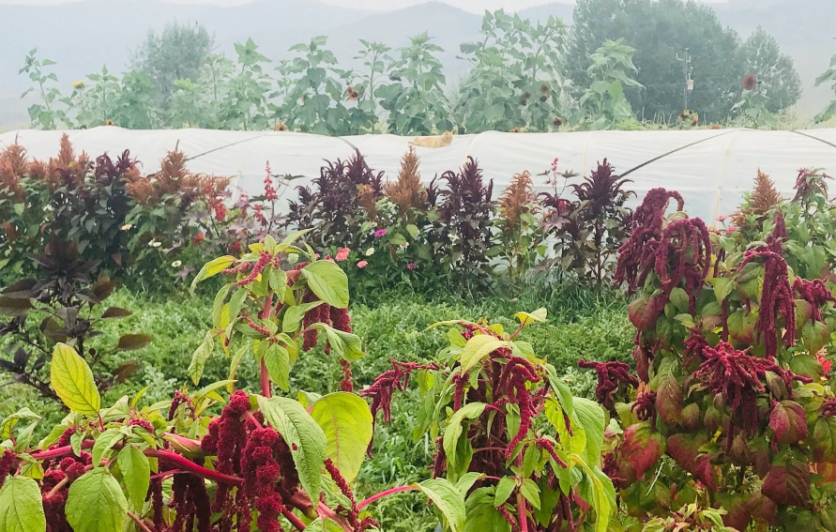 Swift River Farm in Salmon, Idaho.