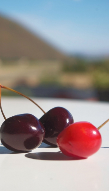 Idaho Cherries Delicate Delectable And In Season Edible Idaho