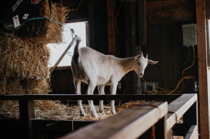 Goats at Johnson Cooperative Farm in Pullman, Washington.