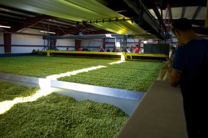 Hops for local Idaho breweries are being grown, as the need rises for more crops.