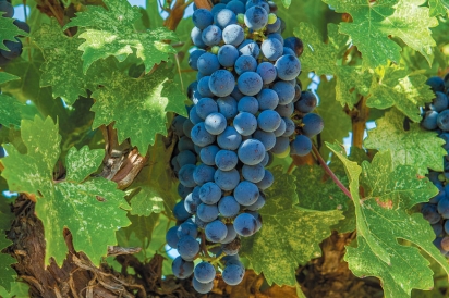 Grapes at the Vineyard 