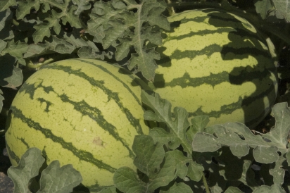 Watermelons growing in Idaho.