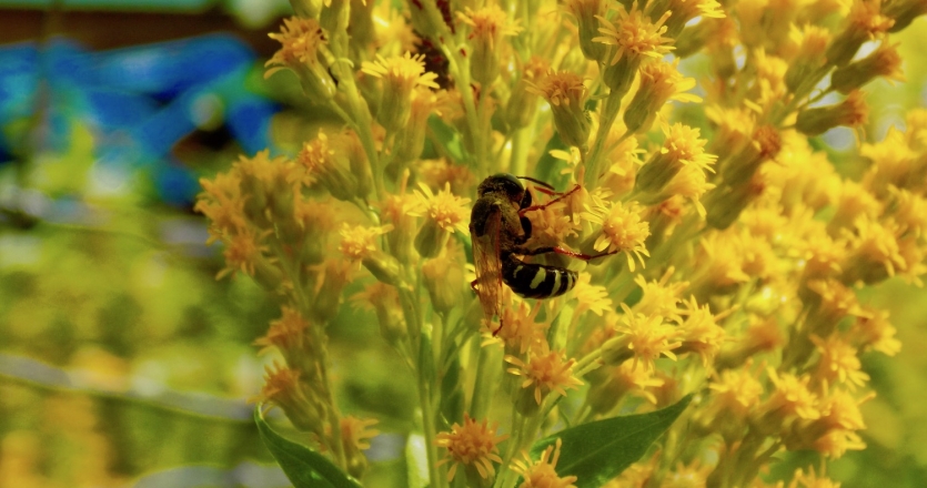 How Twin Peaks Nursery is supporting the Idaho bee populations.