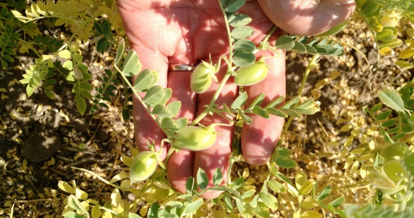 Chickpeas grown and harvested in Idaho.