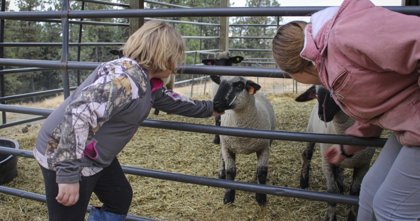 How Idaho Prefferred has aided the growth of Idaho sheepherders.