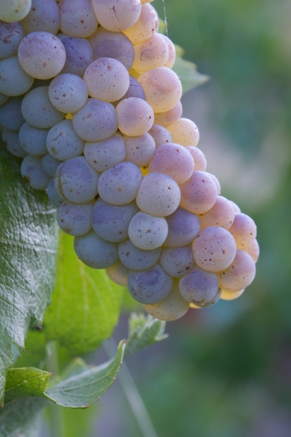 Grapes ready to be picked at an Idaho vineyard. 