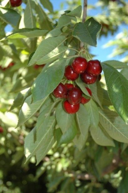 Picking cherries at Symms Fruit Ranch in Caldwell, Idaho.