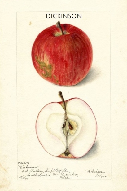 Dickinson apple illustration from the USDA Pomological Watercolors Collection.