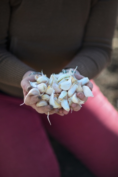 Cloves of garlic harvested at Idaho farms.