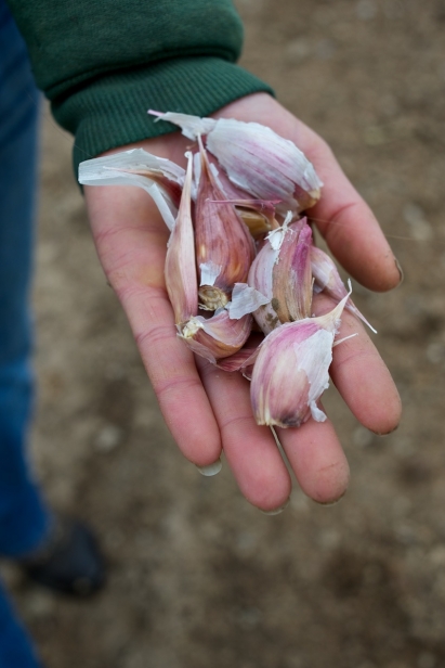 A variety of garlic types are grown in Idaho.
