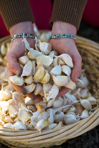 Handfuls of garlic grown in Idaho.