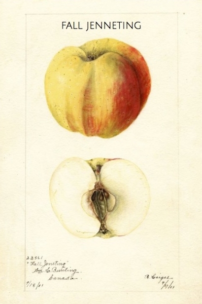 Fall Jenneting apple illustration from the USDA Pomological Watercolors Collection.