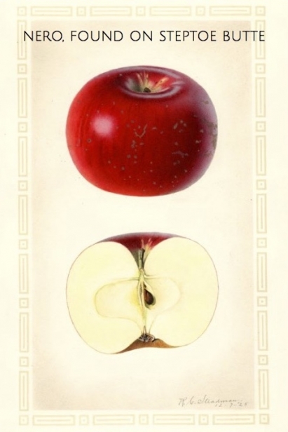 Nero apple illustration from the USDA Pomological Watercolors Collection.