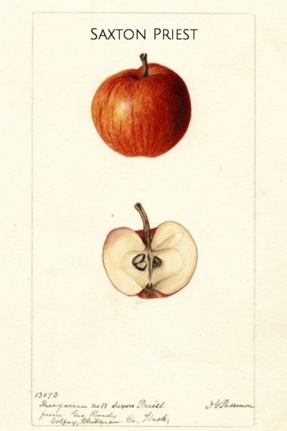 Saxton apple illustration from the USDA Pomological Watercolors Collection.