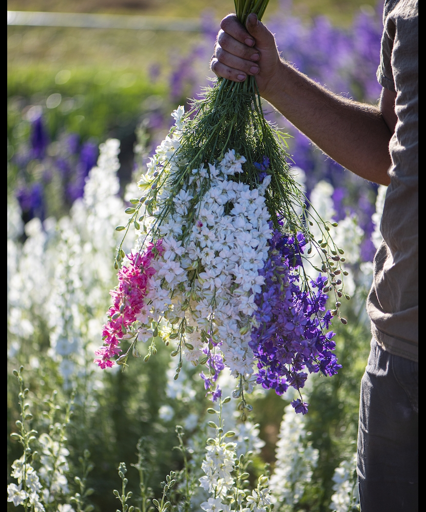 Cut flower businesses in Idaho work to aid the bee population in the region.