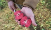 University of Idaho Sandpoint Organic Agriculture Center is connecting farmers with scholars to push Idaho agriculture in the right direction.