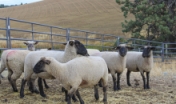 How Idaho Prefferred has aided the growth of Idaho sheepherders.